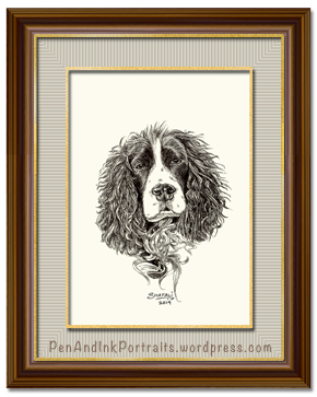 Portrait of Springer Spaniel done in pen and ink - Custom Portrait Commissions of Pets by Shafali - Animal drawings, Sketches, Wildlife art etc in back and white.